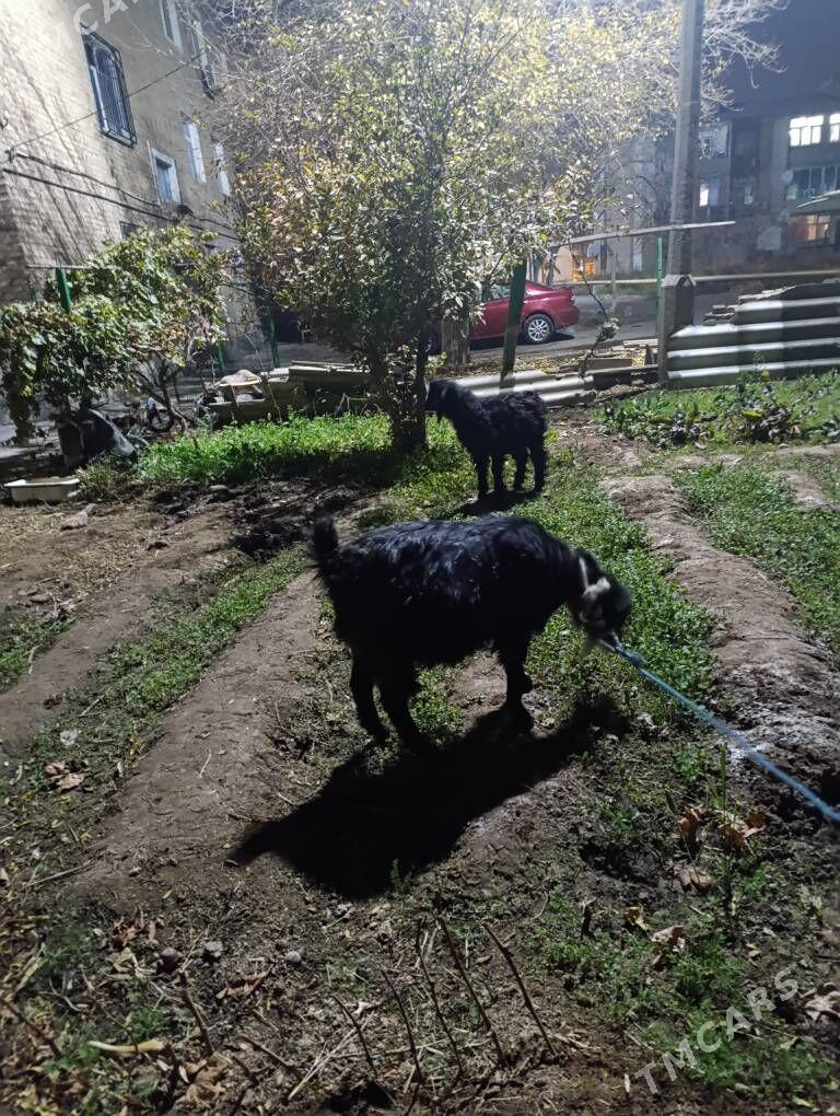 geçı - Туркменабат - img 5