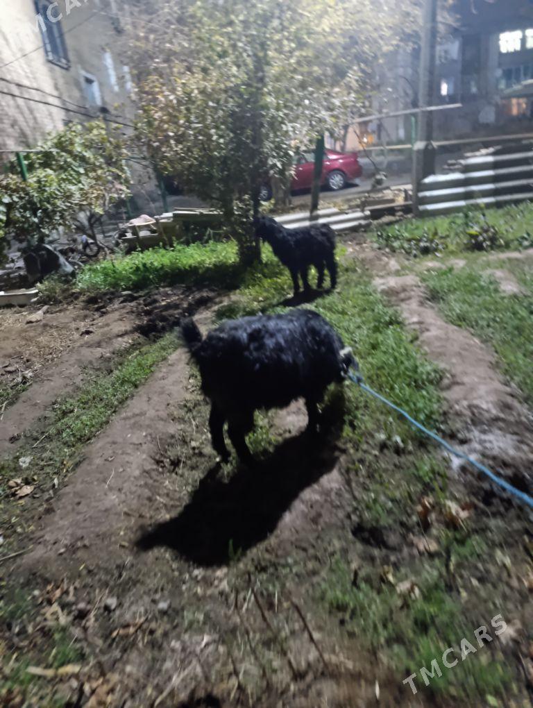 geçı - Туркменабат - img 4