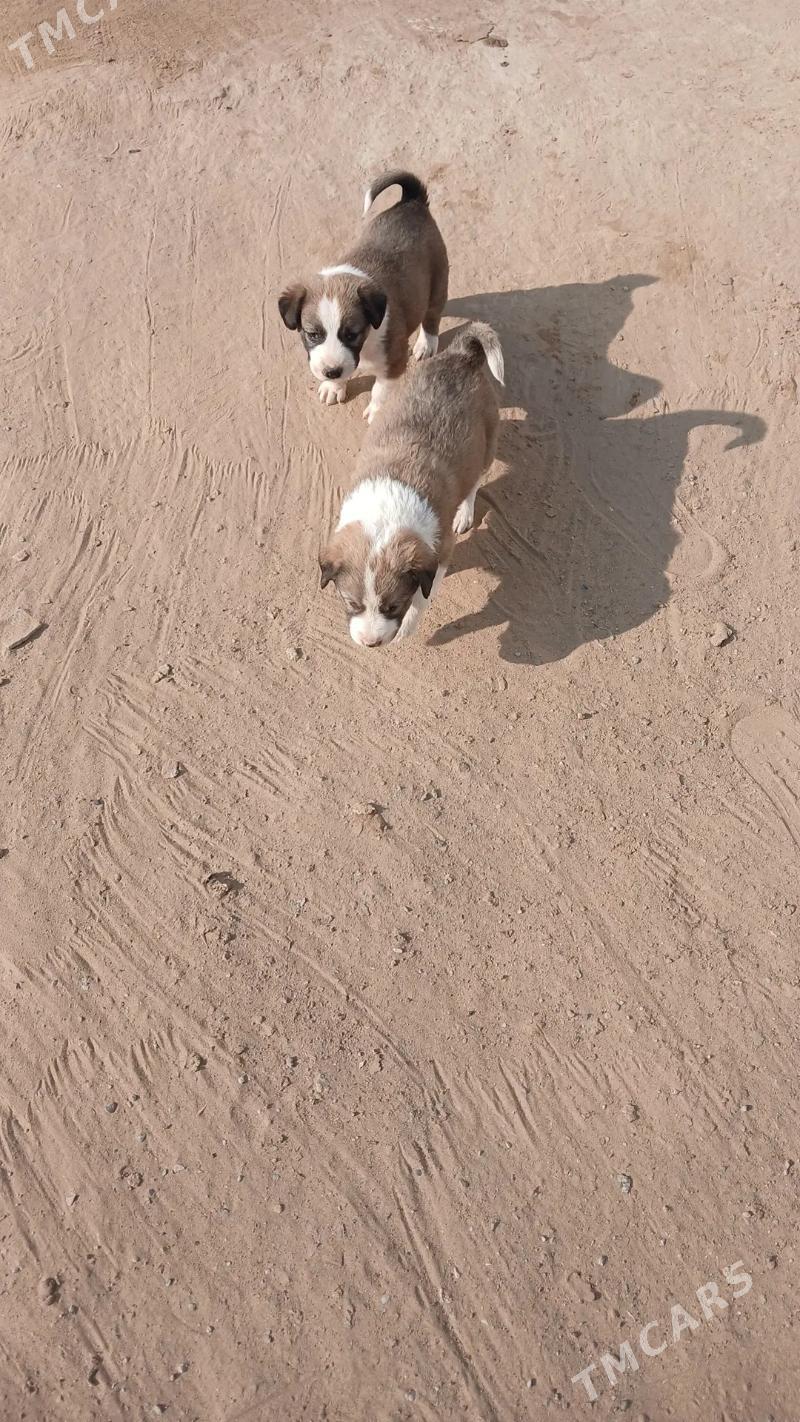 oy haywanari - Чоганлы - img 7