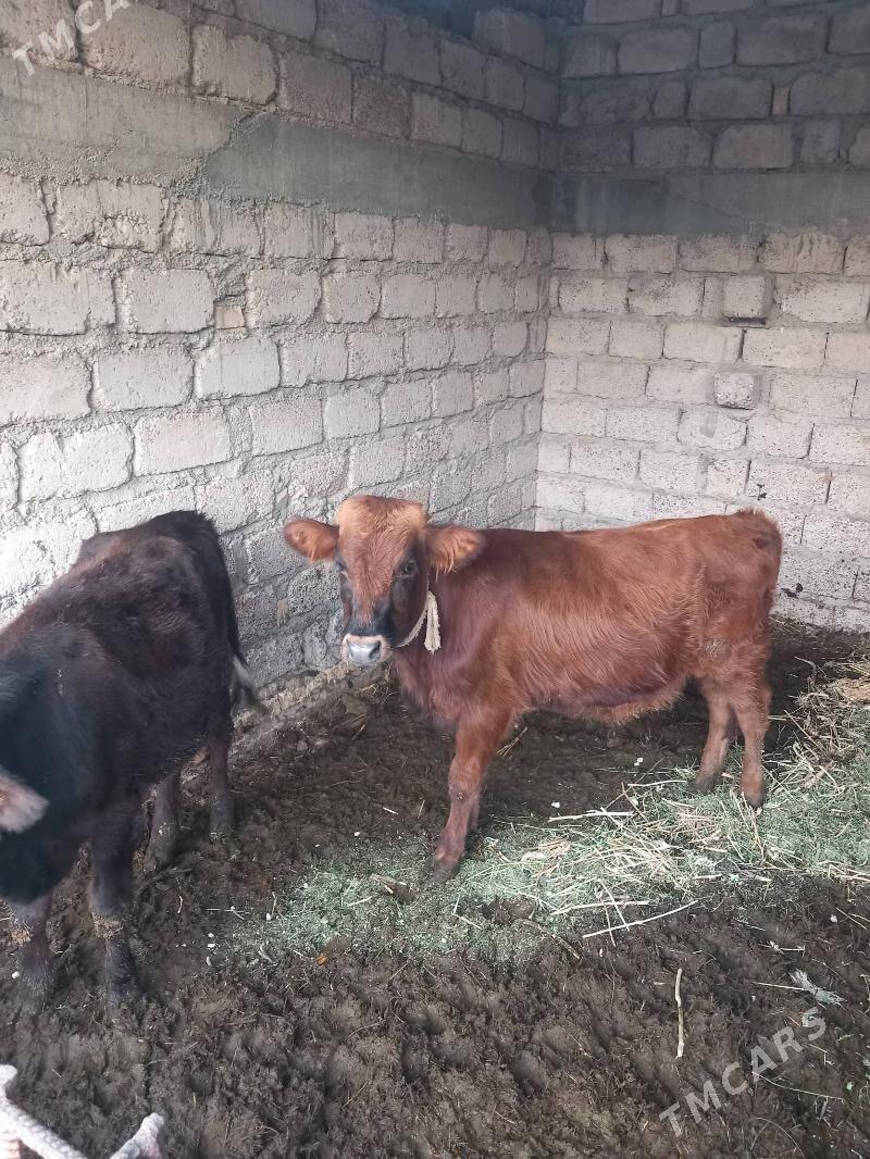 öküzçe. - Яшлык - img 4