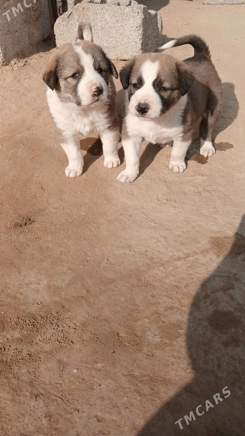 oy haywanari - Чоганлы - img 2