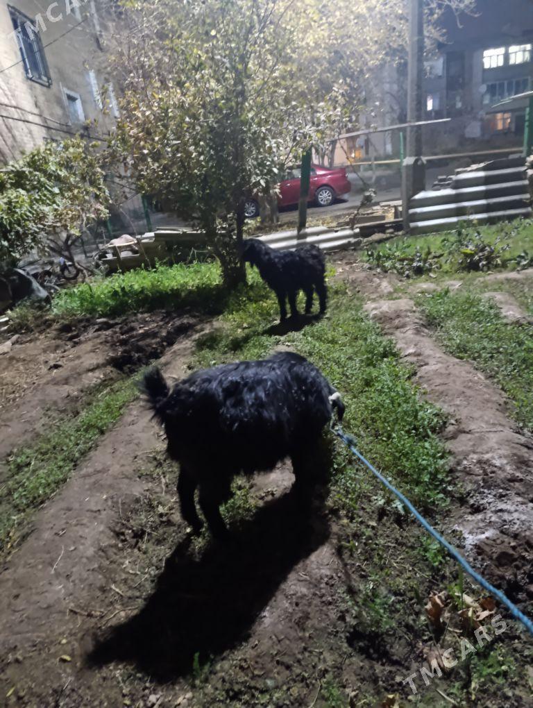 geçı - Туркменабат - img 3