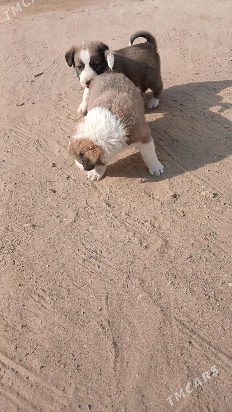 oy haywanari - Чоганлы - img 4