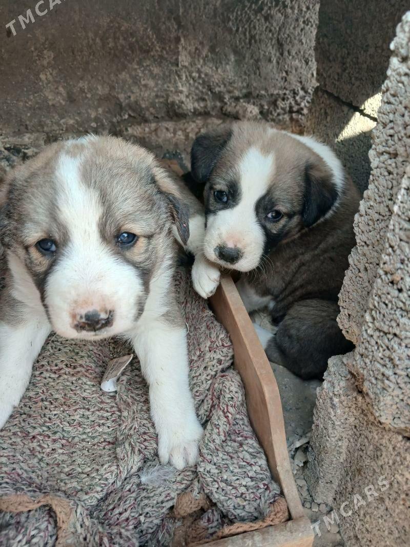 oy haywanari - Чоганлы - img 8