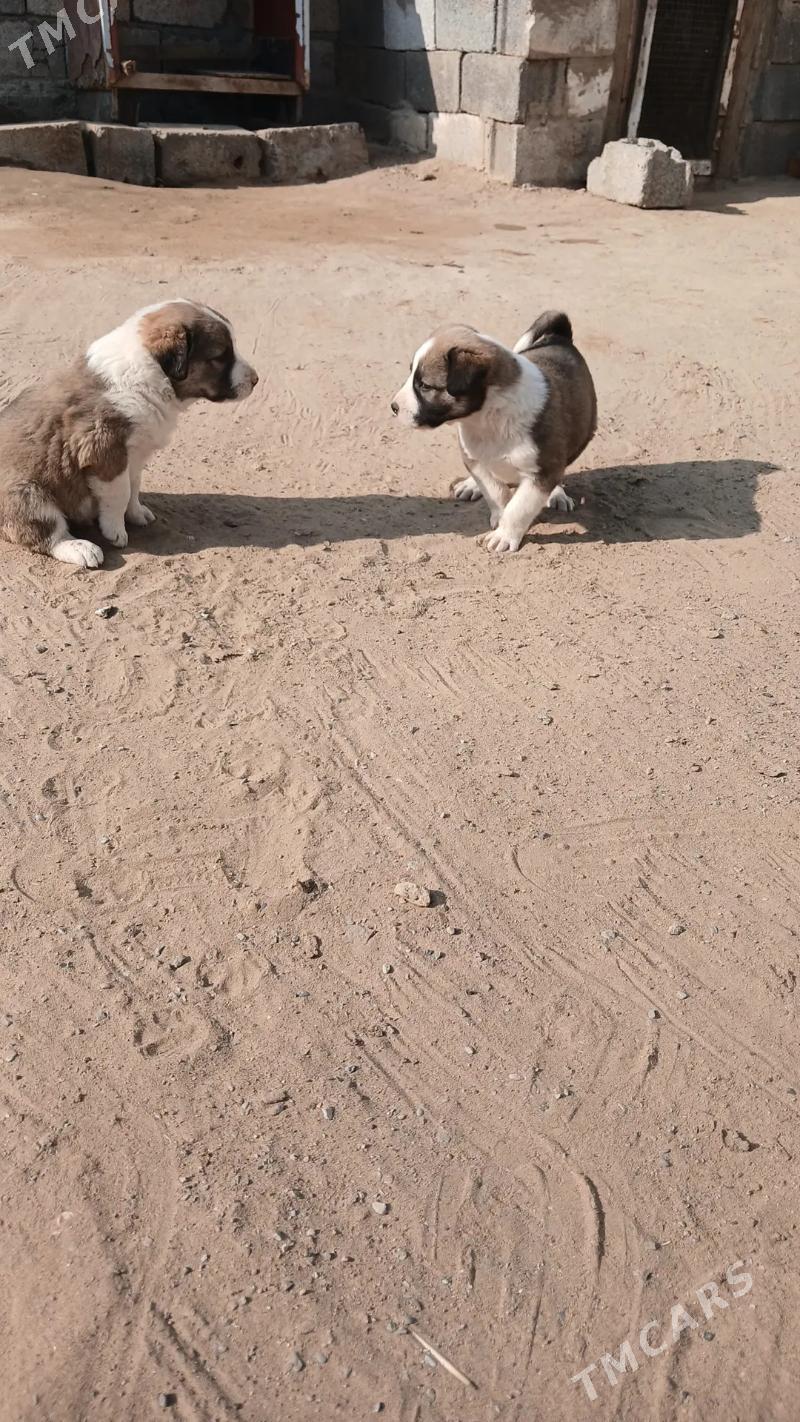 oy haywanari - Чоганлы - img 5