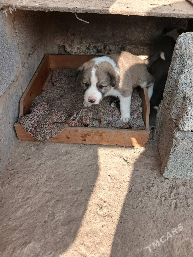 oy haywanari - Чоганлы - img 9