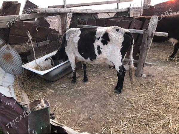 Gysyr sygyr - Balkanabat - img 2