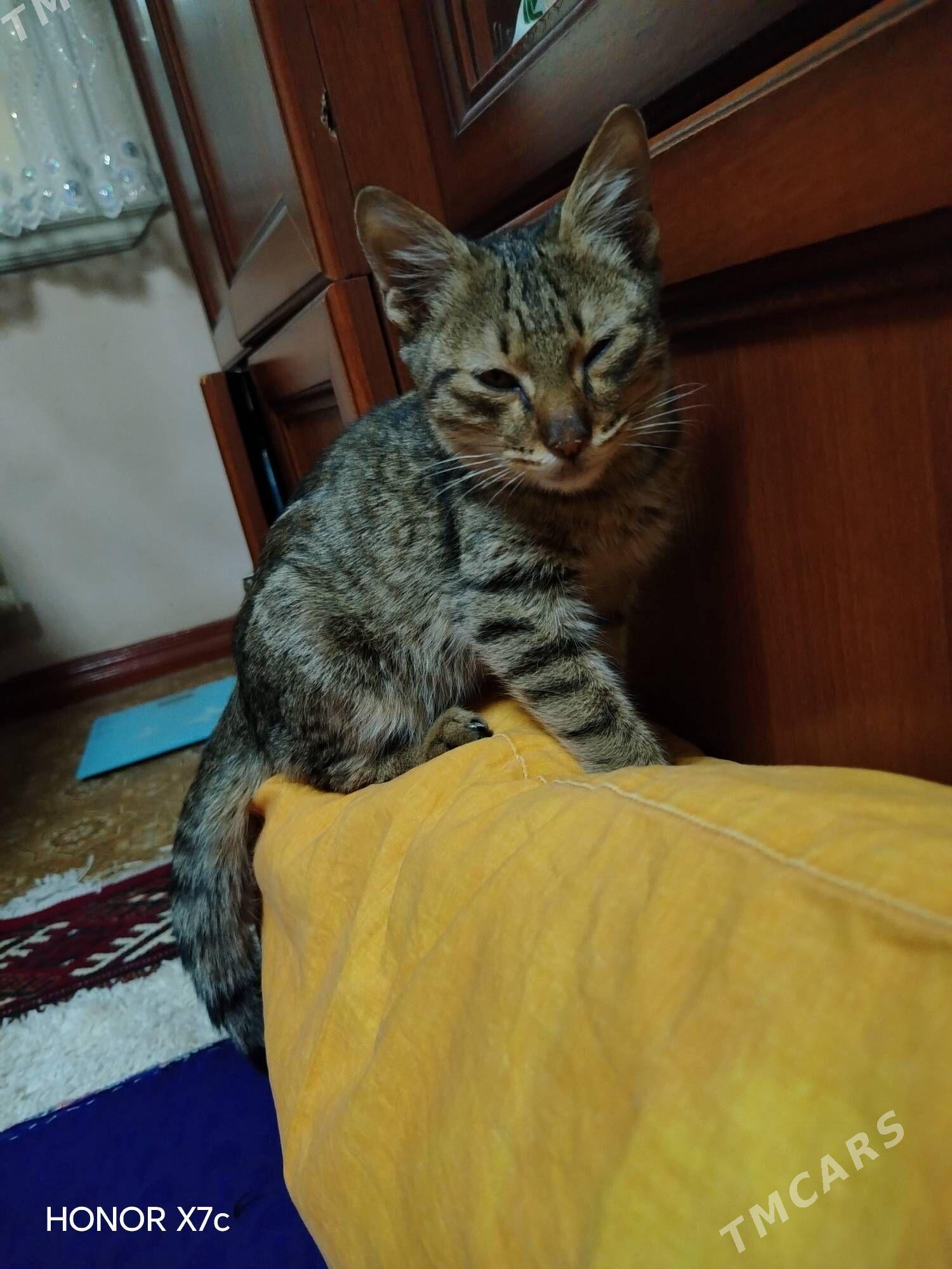 Pisik - Daşoguz - img 2