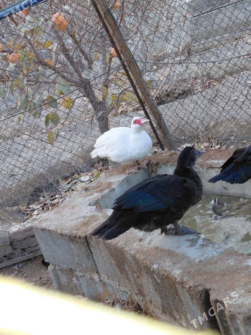 indautka - Гёкдепе - img 4