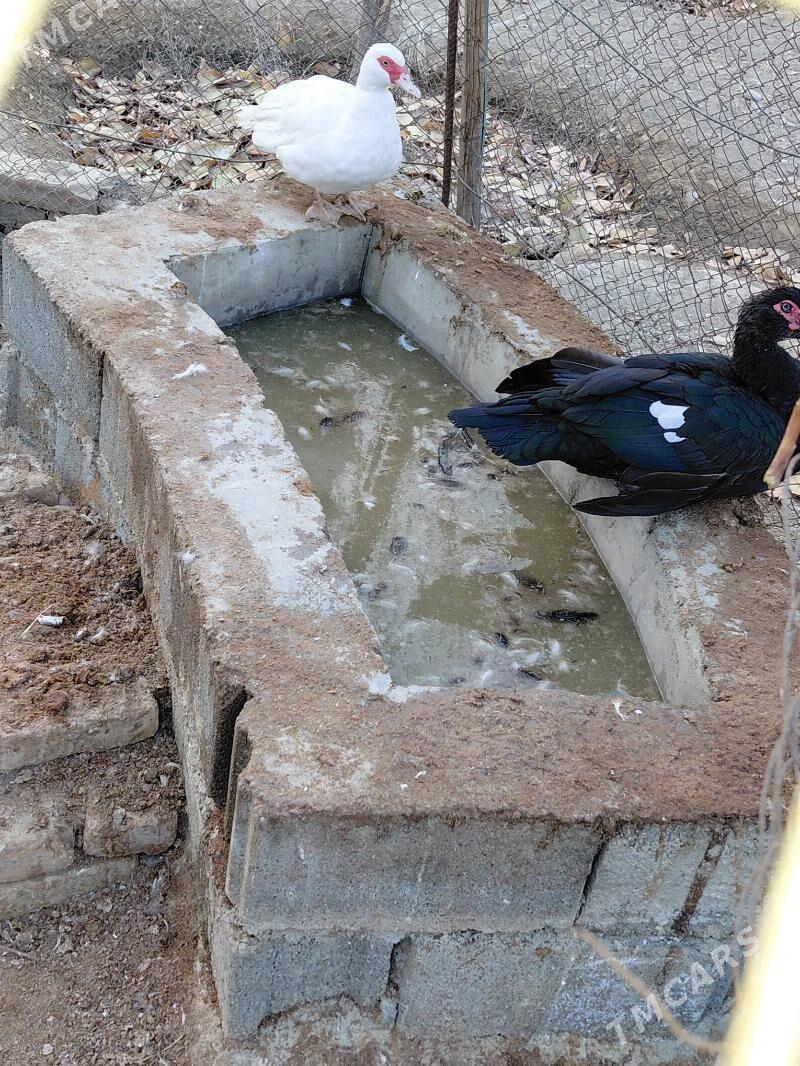 indautka - Гёкдепе - img 3