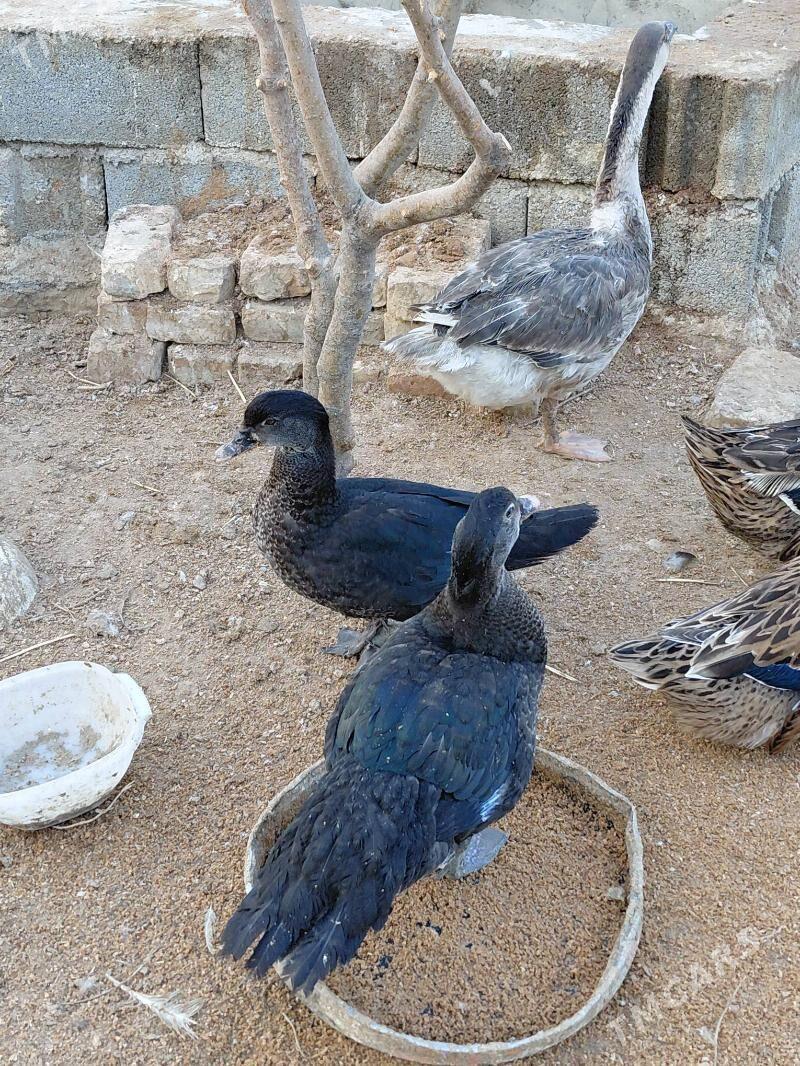 indautka - Гёкдепе - img 2