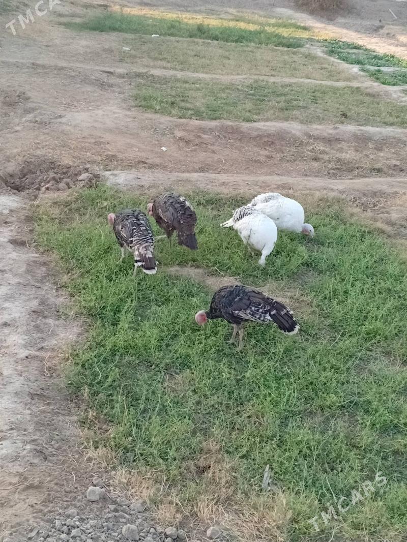 induk - Murgap - img 1