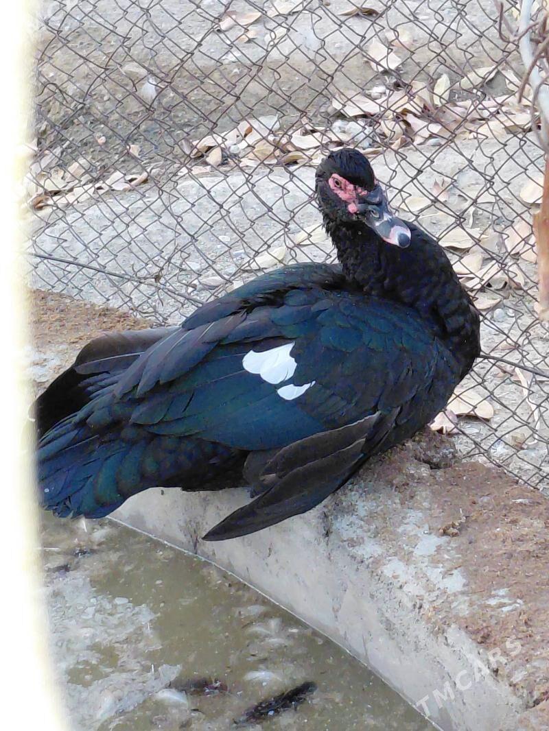 indautka - Гёкдепе - img 5