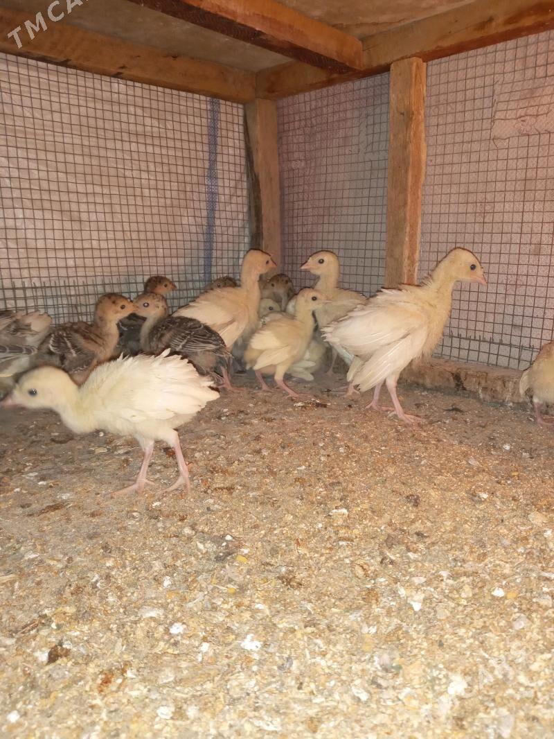 induk jüje - Мары - img 3