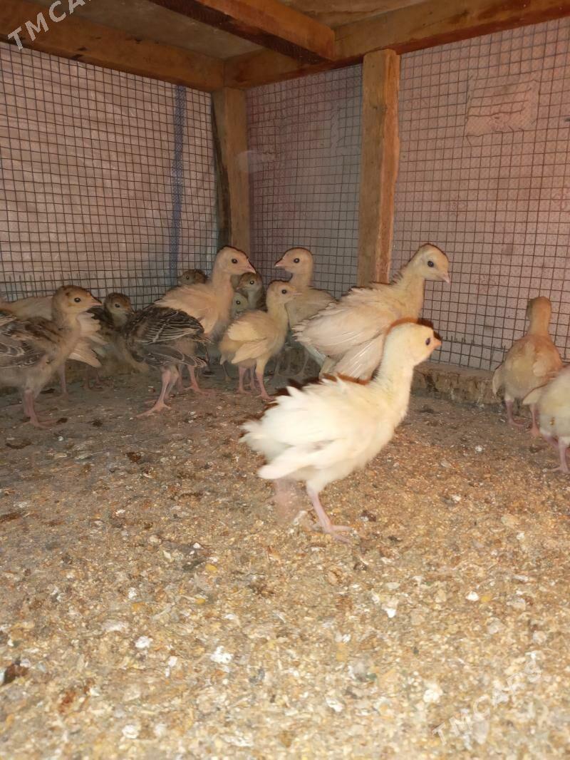 induk jüje - Мары - img 2