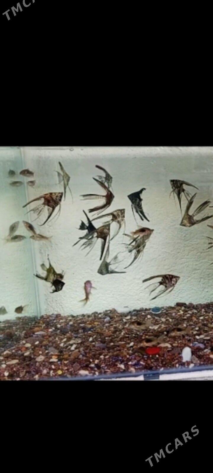 Balyklar - Jebel - img 4