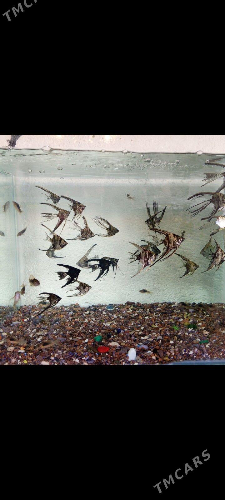 Balyklar - Jebel - img 3