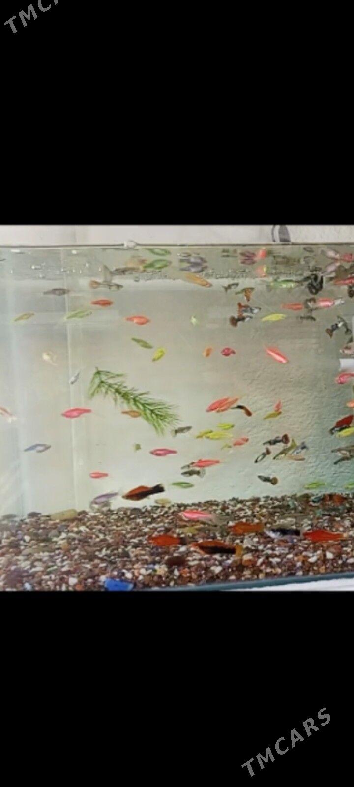 Balyklar - Jebel - img 2