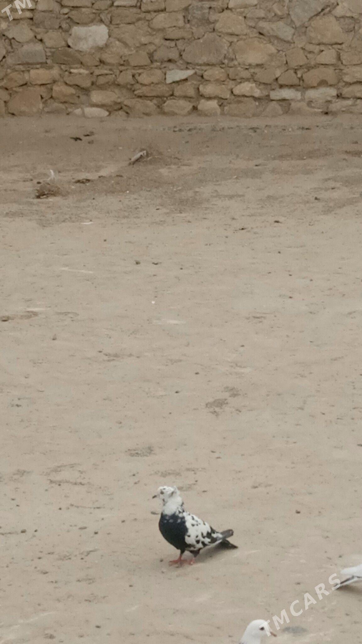 kepderi - Gyzylarbat - img 3