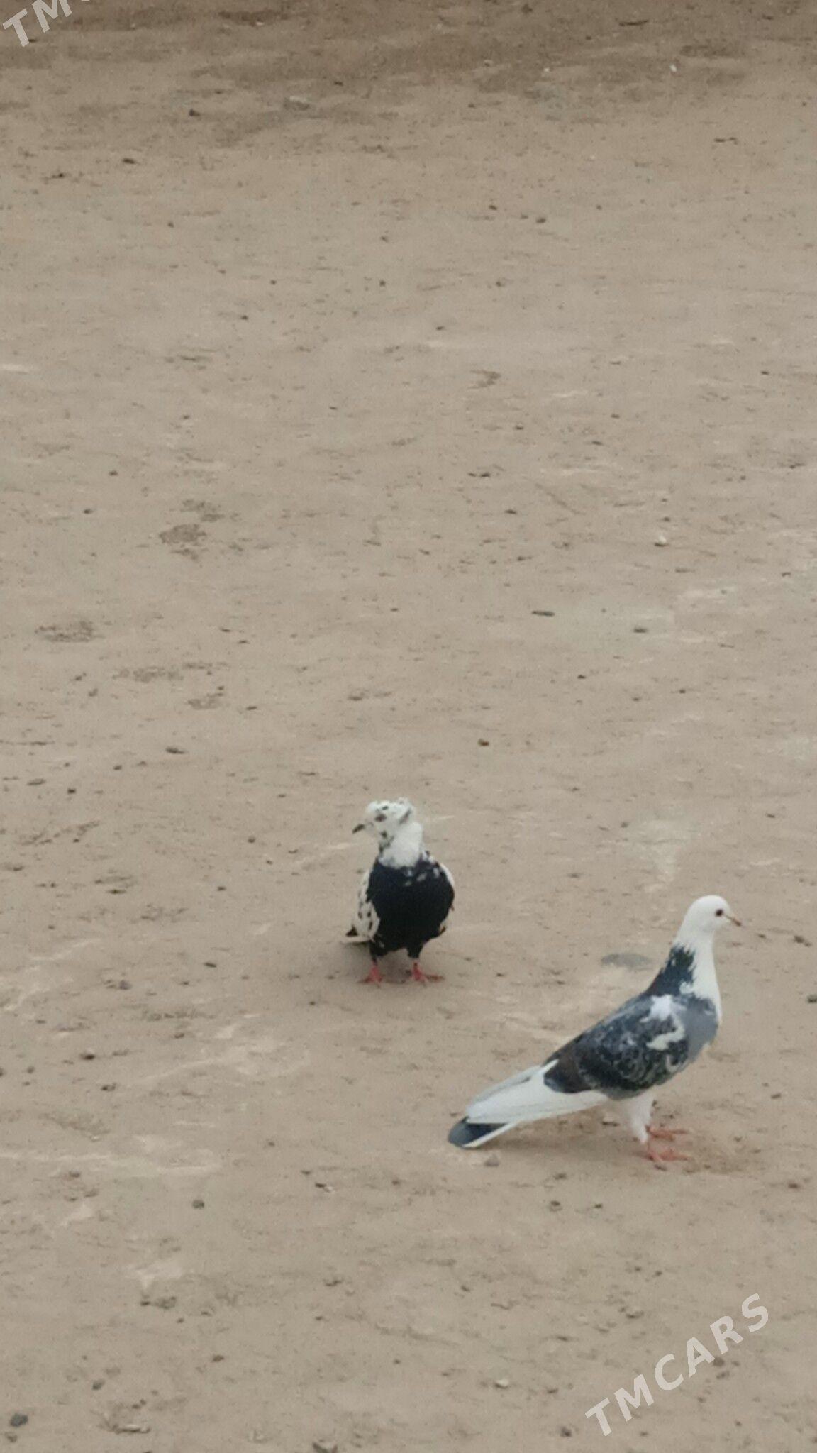 kepderi - Gyzylarbat - img 2