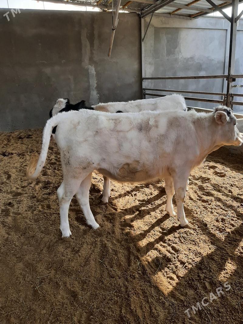 tuwe arginal - Herrikgala - img 9