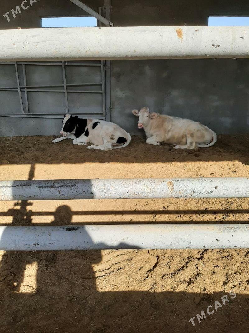 tuwe arginal - Herrikgala - img 8