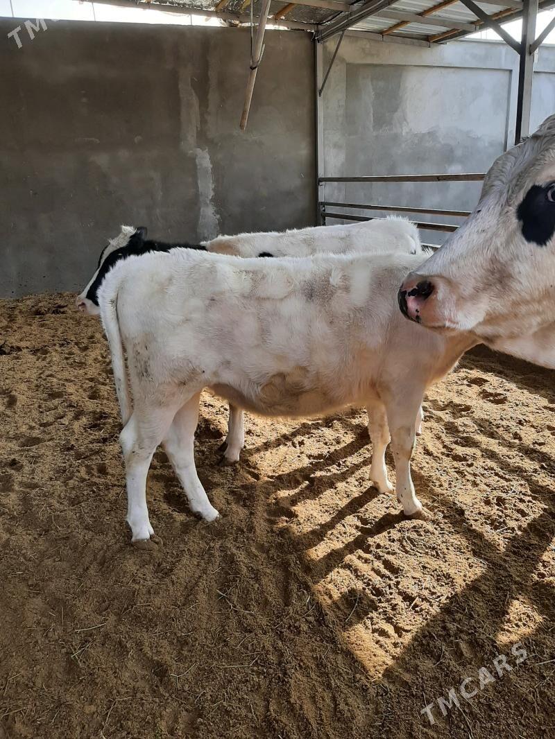 tuwe arginal - Herrikgala - img 5