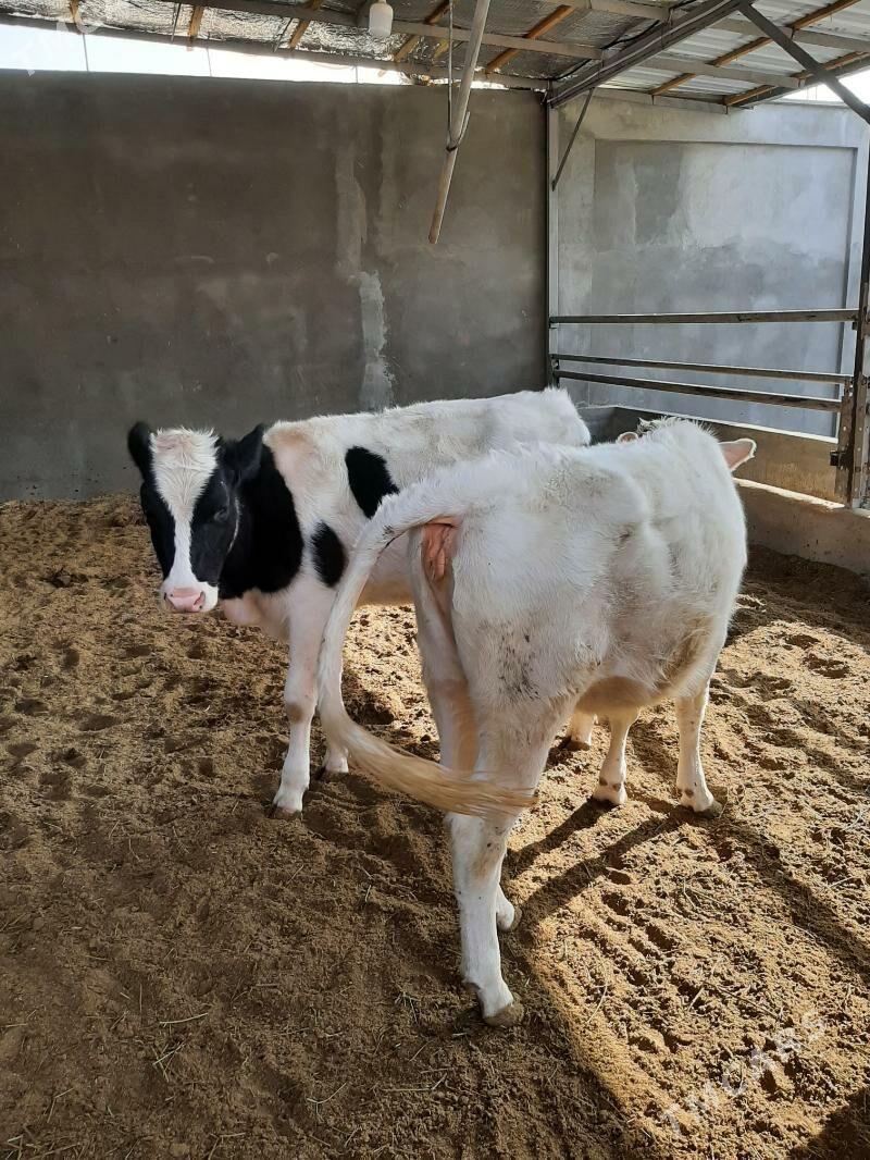 tuwe arginal - Herrikgala - img 4