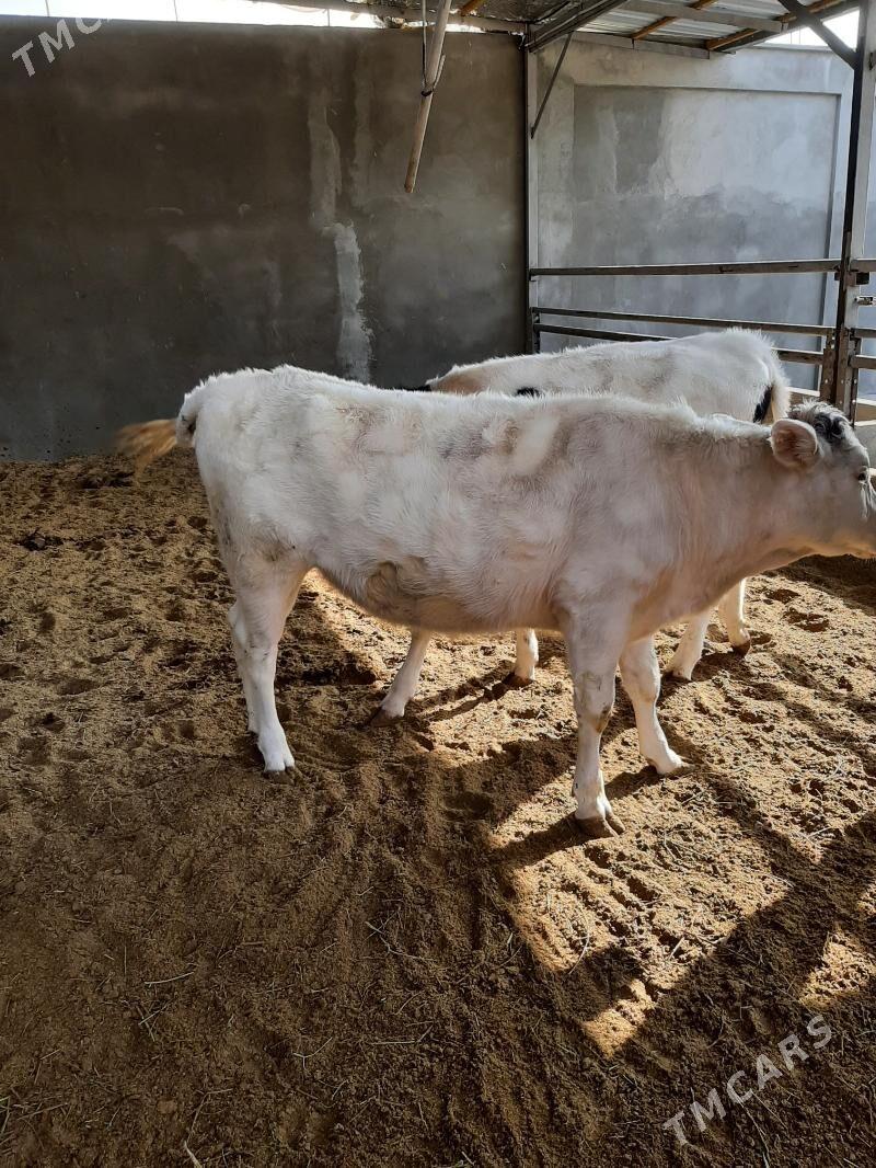 tuwe arginal - Herrikgala - img 7