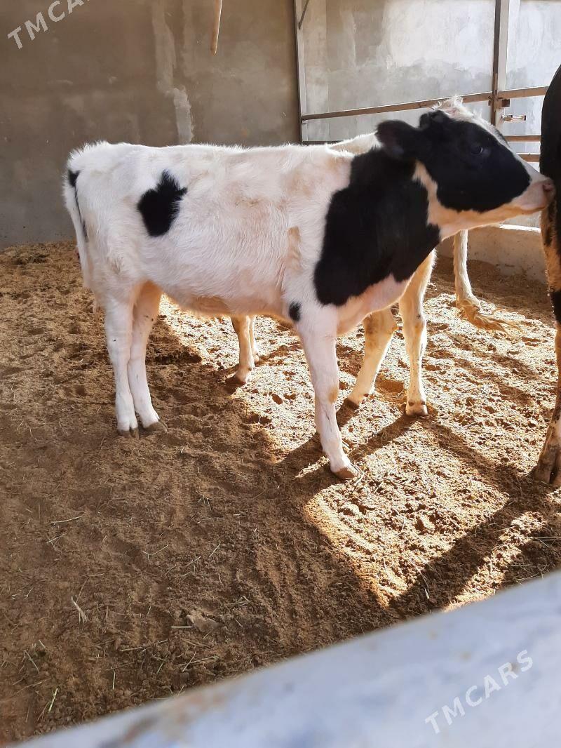 tuwe arginal - Herrikgala - img 2