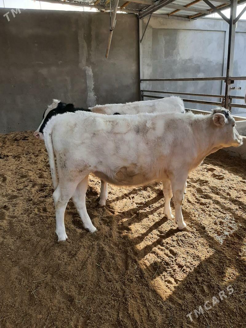 tuwe arginal - Herrikgala - img 6