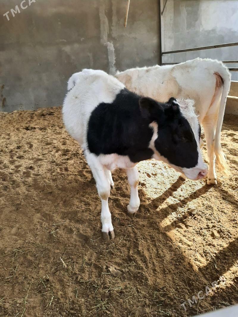 tuwe arginal - Herrikgala - img 3