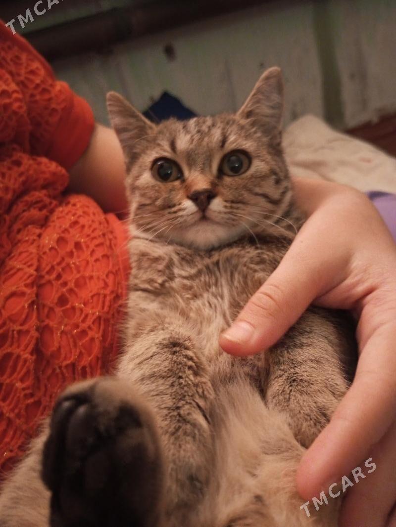 Pişik tapyldy - Daşoguz - img 2