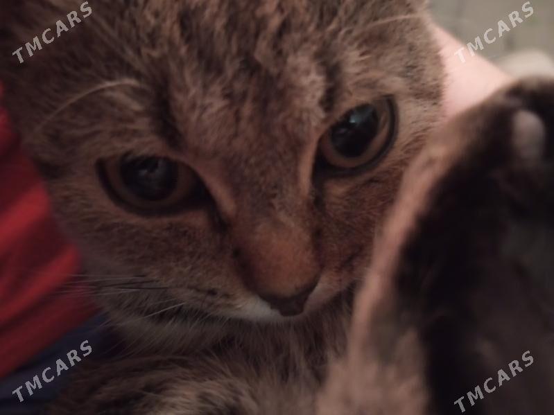 Pişik tapyldy - Daşoguz - img 3