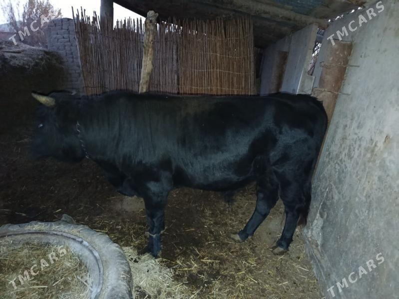 öküz - Tejen - img 2