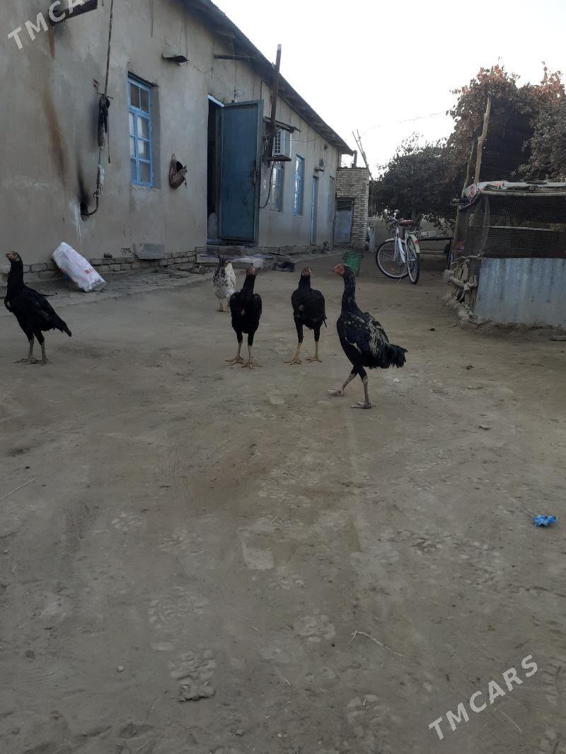 yas juje - Farap - img 3