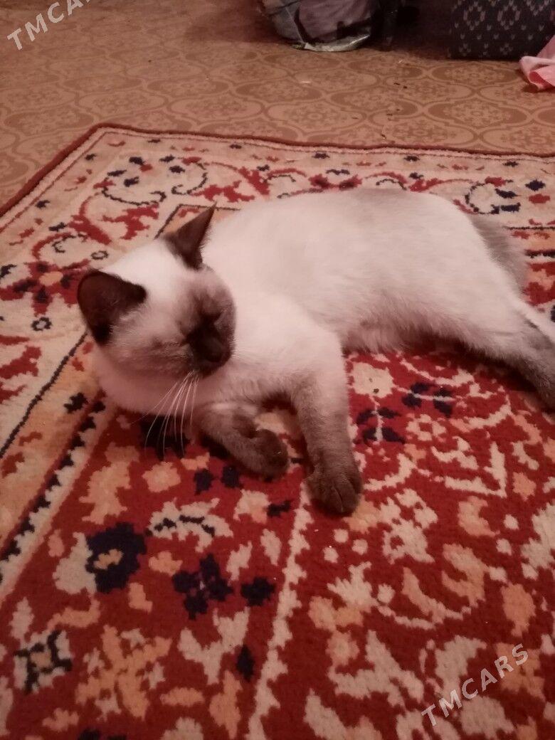 Шотландская кошка - Türkmenbaşy - img 4