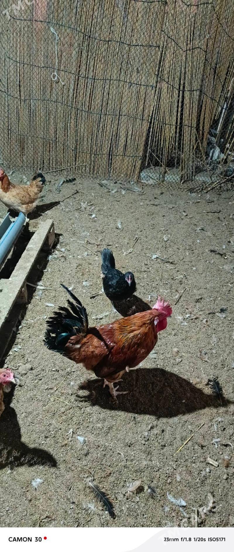 towuk - Бузмеин - img 5