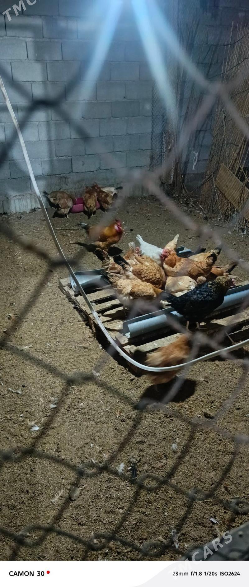 towuk - Бузмеин - img 3