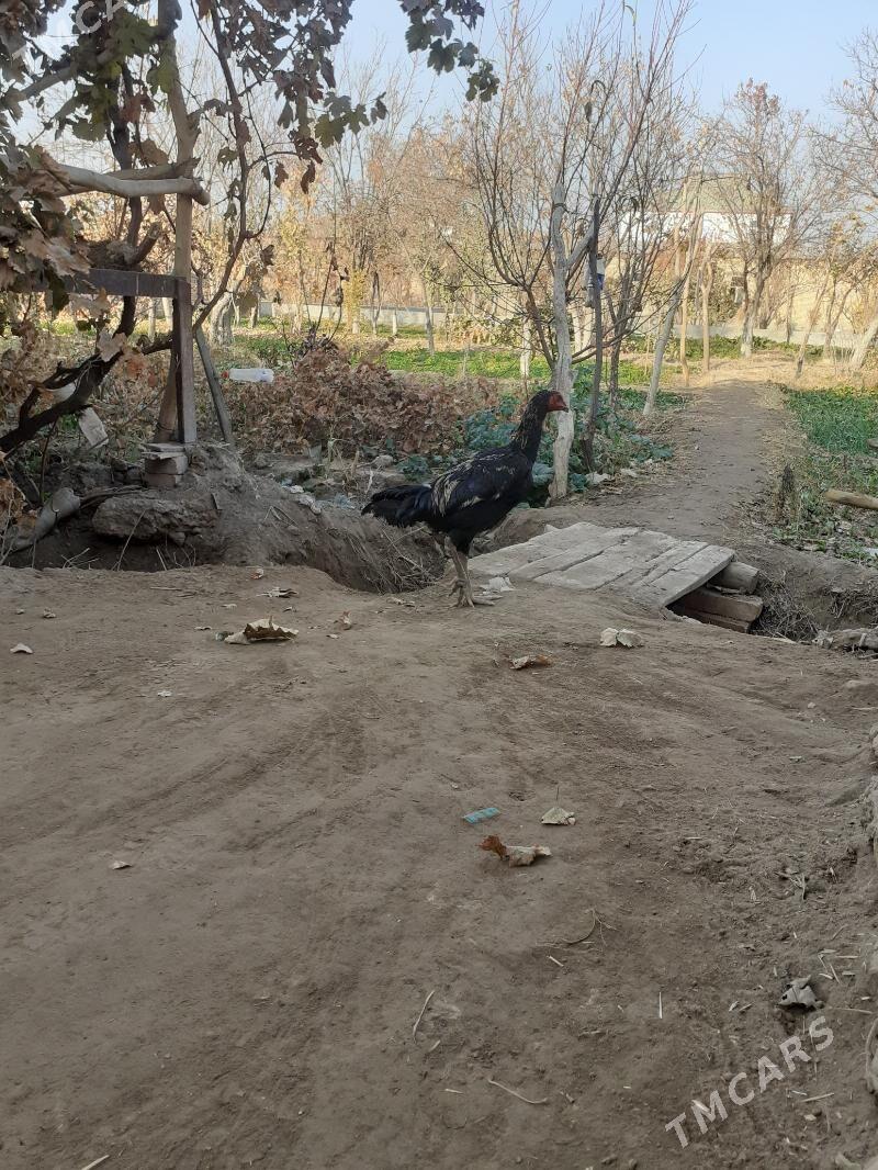 yas juje - Farap - img 2