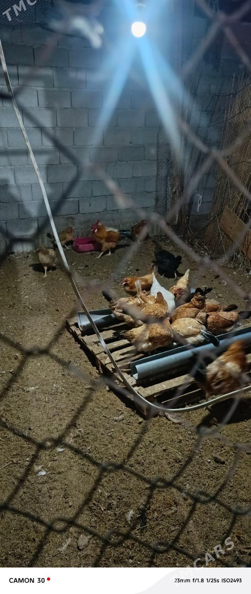 towuk - Бузмеин - img 2