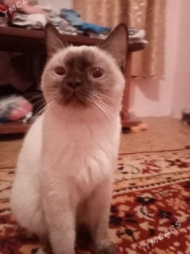 Шотландская кошка - Türkmenbaşy - img 2