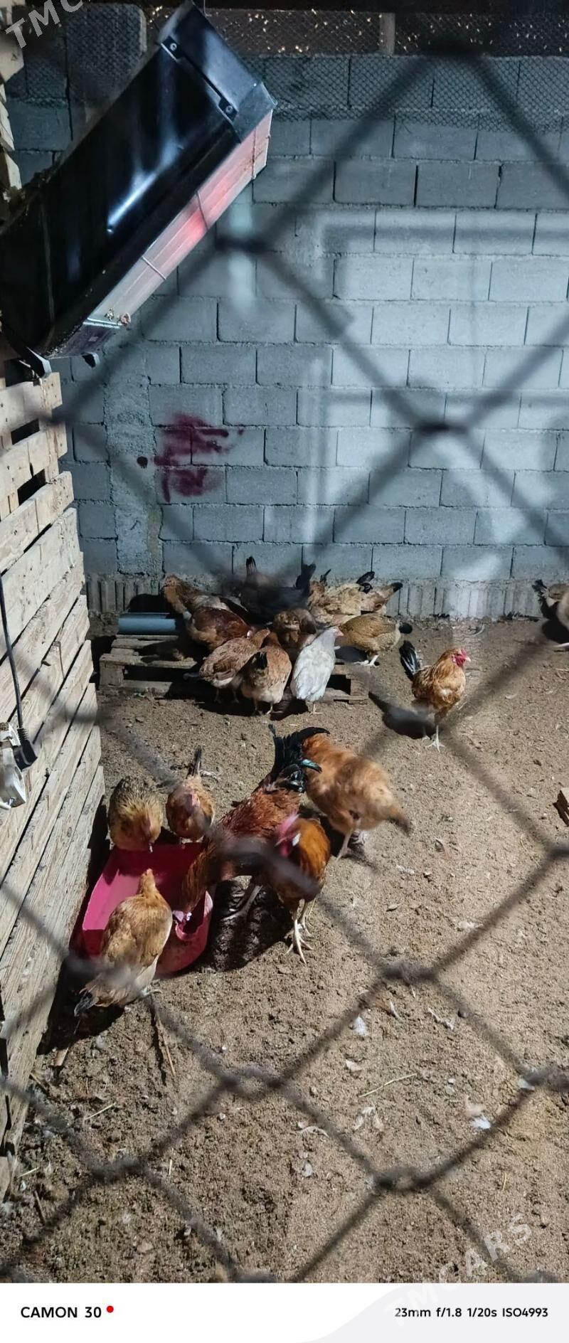 towuk - Бузмеин - img 4