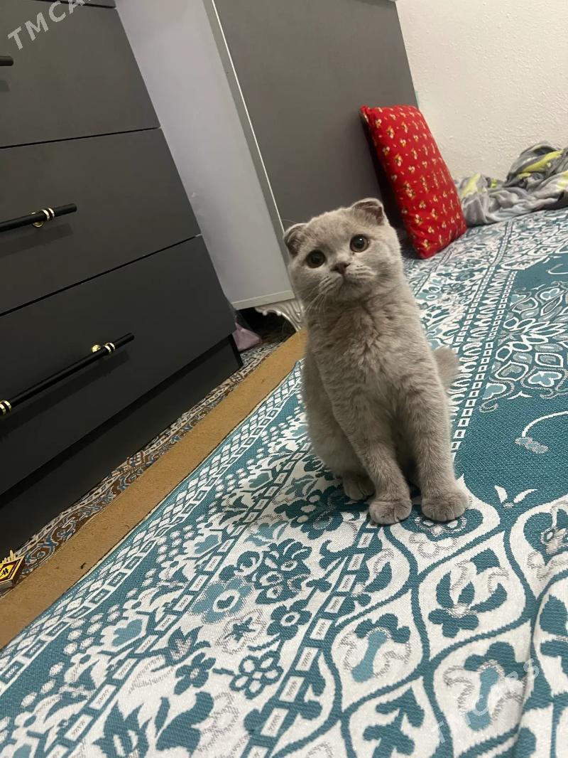 pishik shotlan bilen britan - Тязе заман - img 2