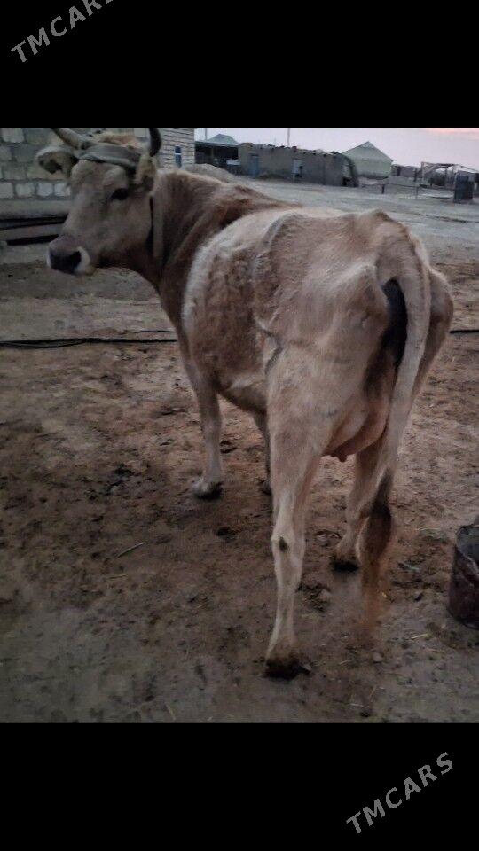 Tanaly Sygyr - Эсенгулы - img 1