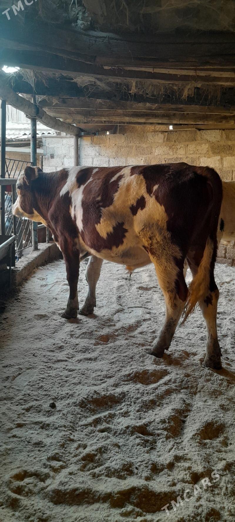 Simental okuz - Туркменабат - img 2