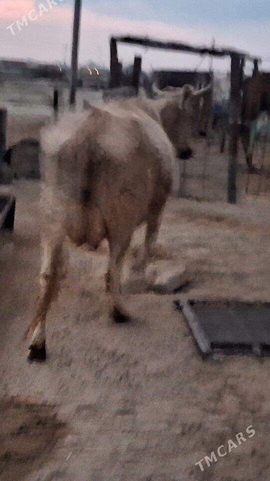 Tanaly Sygyr - Эсенгулы - img 2