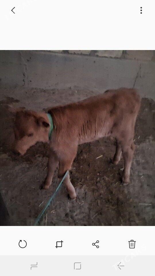 Tanaly Sygyr - Эсенгулы - img 3