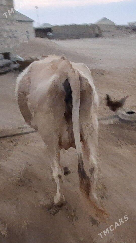 Tanaly Sygyr - Эсенгулы - img 5