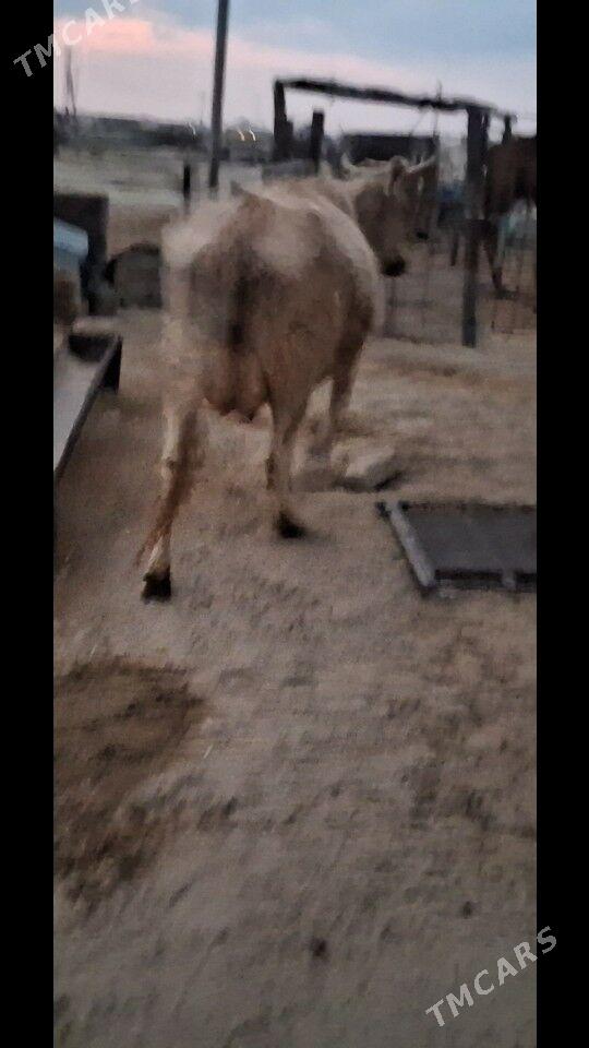 Tanaly Sygyr - Эсенгулы - img 4